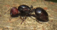 Atopomyrmex mocquerysi