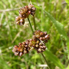 Juncus dregeanus dregeanus