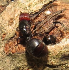 Atopomyrmex mocquerysi