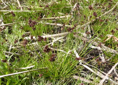 Juncus dregeanus dregeanus
