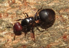 Atopomyrmex mocquerysi