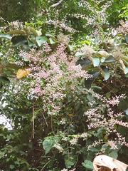 Congea tomentosa