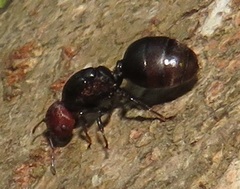 Atopomyrmex mocquerysi