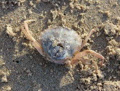Liocarcinus holsatus