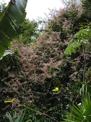 Congea tomentosa