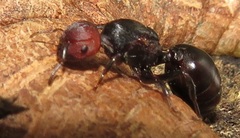 Atopomyrmex mocquerysi