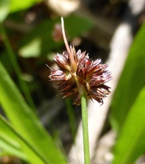 Juncus dregeanus dregeanus