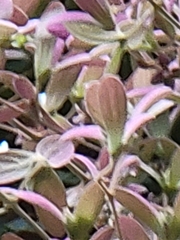 Congea tomentosa