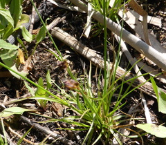 Juncus dregeanus dregeanus