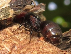 Atopomyrmex mocquerysi