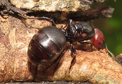 Atopomyrmex mocquerysi