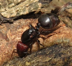 Atopomyrmex mocquerysi