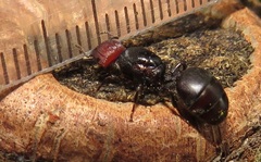 Atopomyrmex mocquerysi