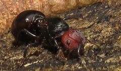 Atopomyrmex mocquerysi