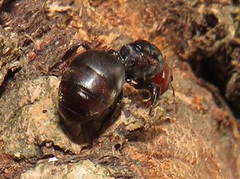 Atopomyrmex mocquerysi