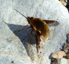 Bombylius medius