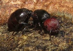 Atopomyrmex mocquerysi