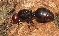 Atopomyrmex mocquerysi