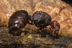Atopomyrmex mocquerysi