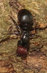 Atopomyrmex mocquerysi