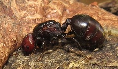 Atopomyrmex mocquerysi