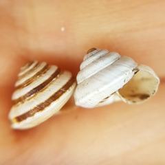 Trochoidea trochoides