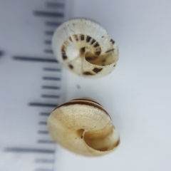 Trochoidea trochoides