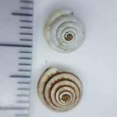 Trochoidea trochoides