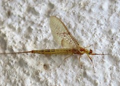 Ephemera glaucops