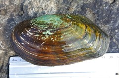 Lasmigona compressa