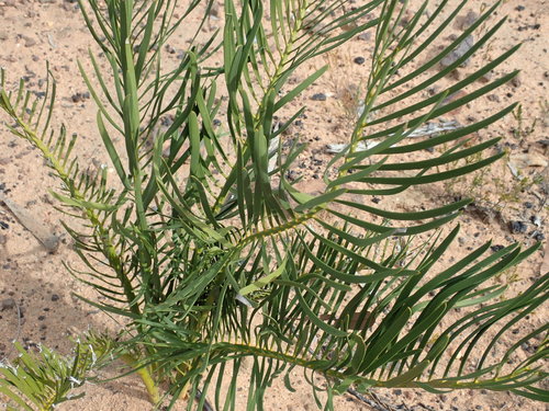 Macrozamia diplomera