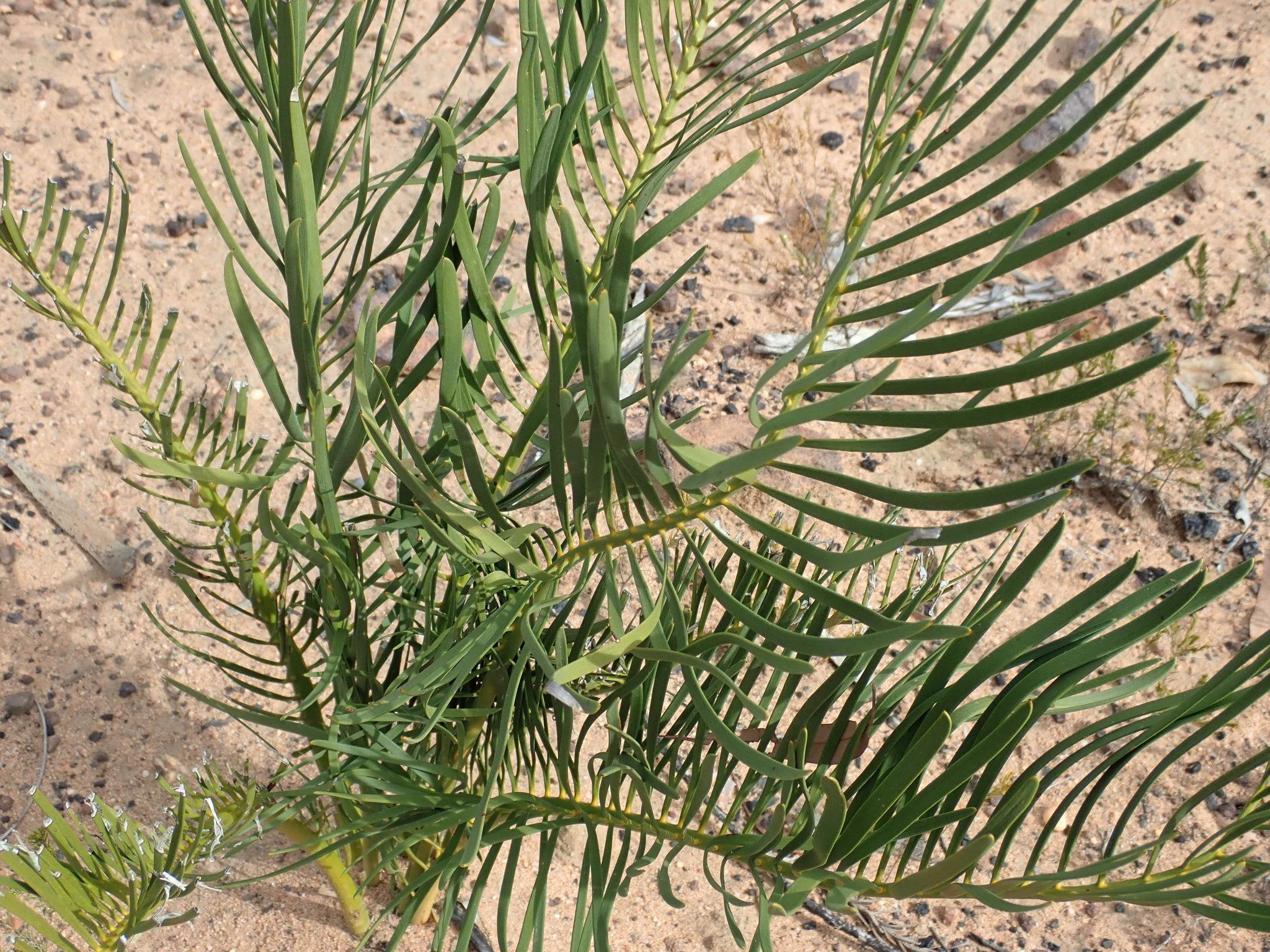 Macrozamia diplomera