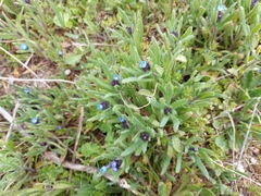 Anchusa thessala