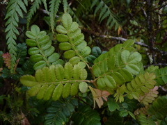 Weinmannia