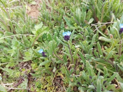 Anchusa thessala