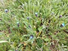 Anchusa thessala