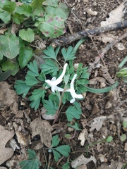 Corydalis paczoskii