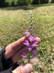 Physostegia intermedia
