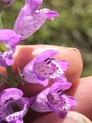 Physostegia intermedia