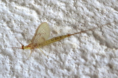 Ephemera glaucops