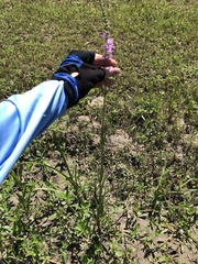 Physostegia intermedia