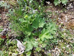 Ranunculus oxyspermus