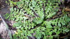 Capsella bursa-pastoris