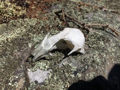 Somateria mollissima