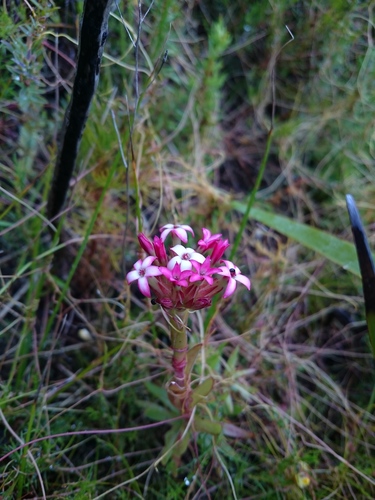 Crassula fascicularis