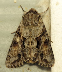 Achatia distincta