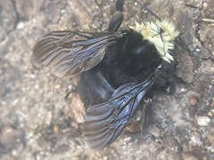 Bombus vosnesenskii