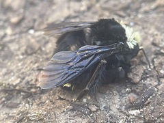 Bombus vosnesenskii