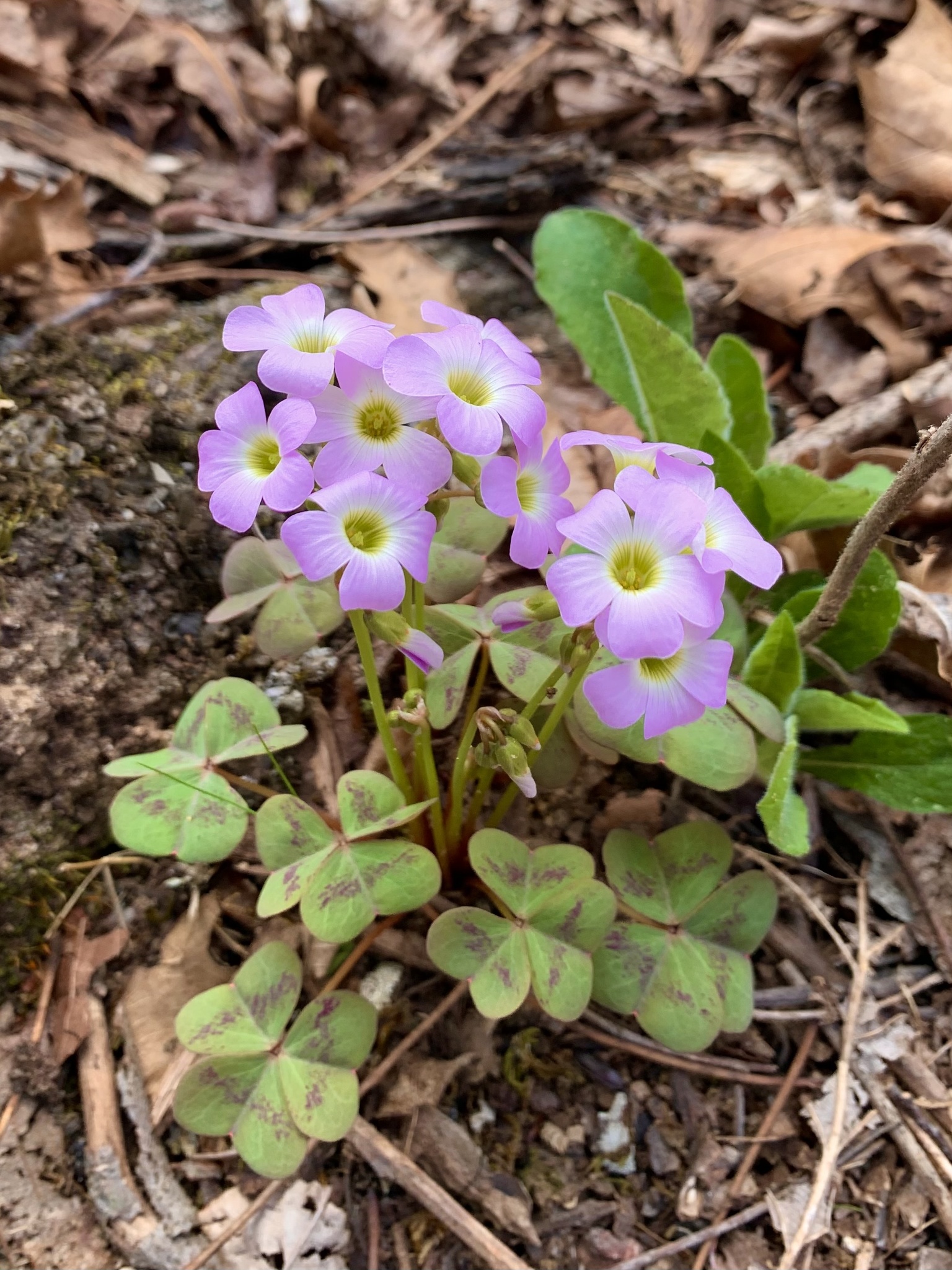 Oxalis violacea
