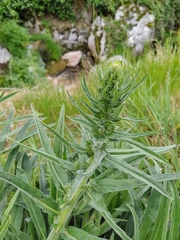 Echium lusitanicum